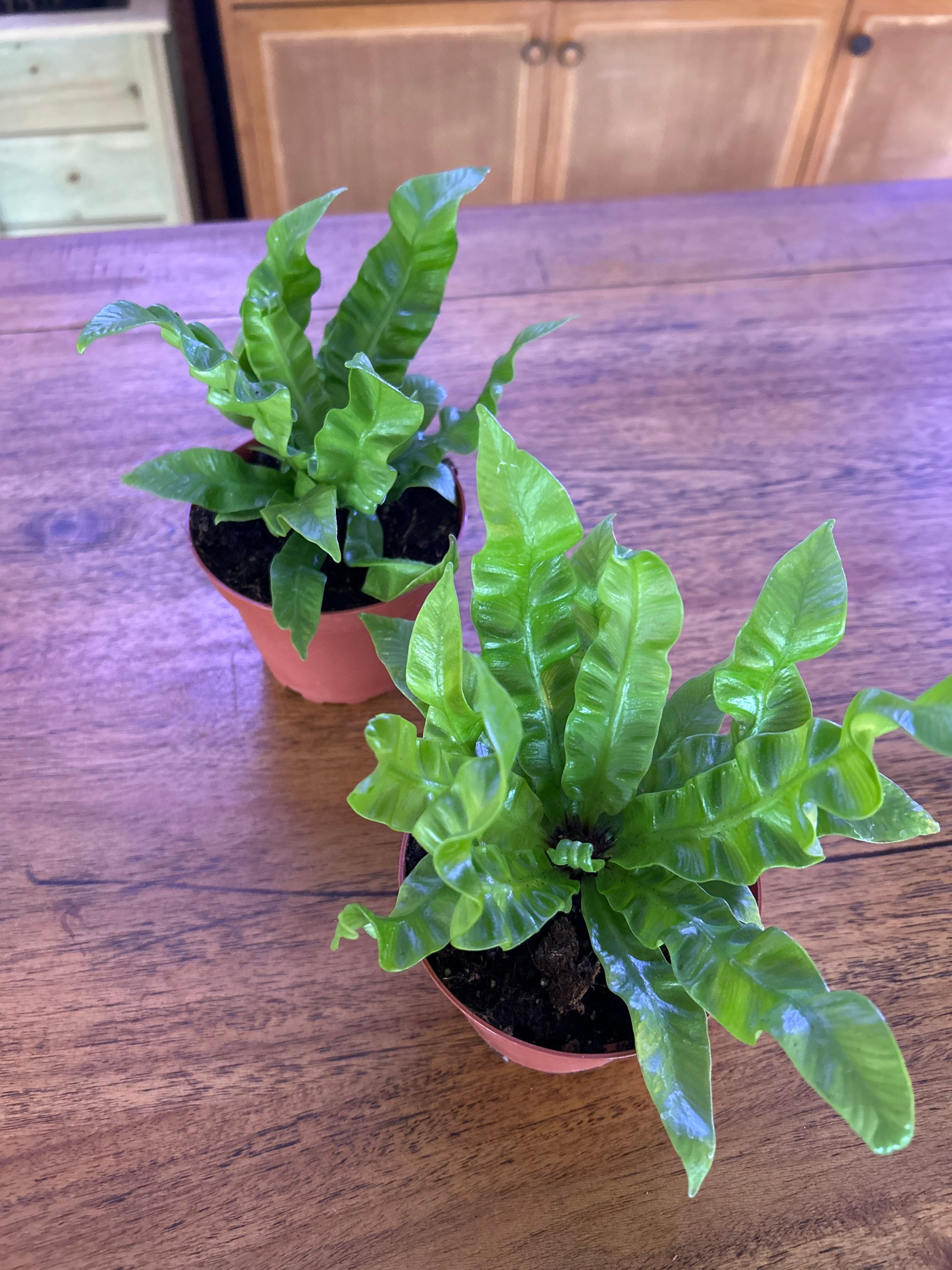 Birds Nest Fern Crispy Wave