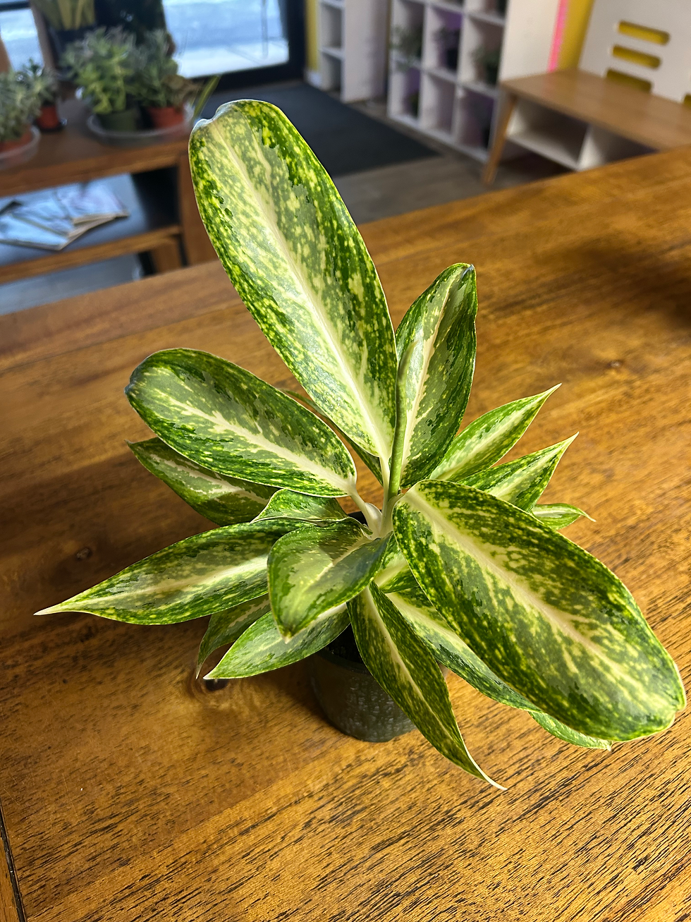 Miniatura: Aglaonema White Rain