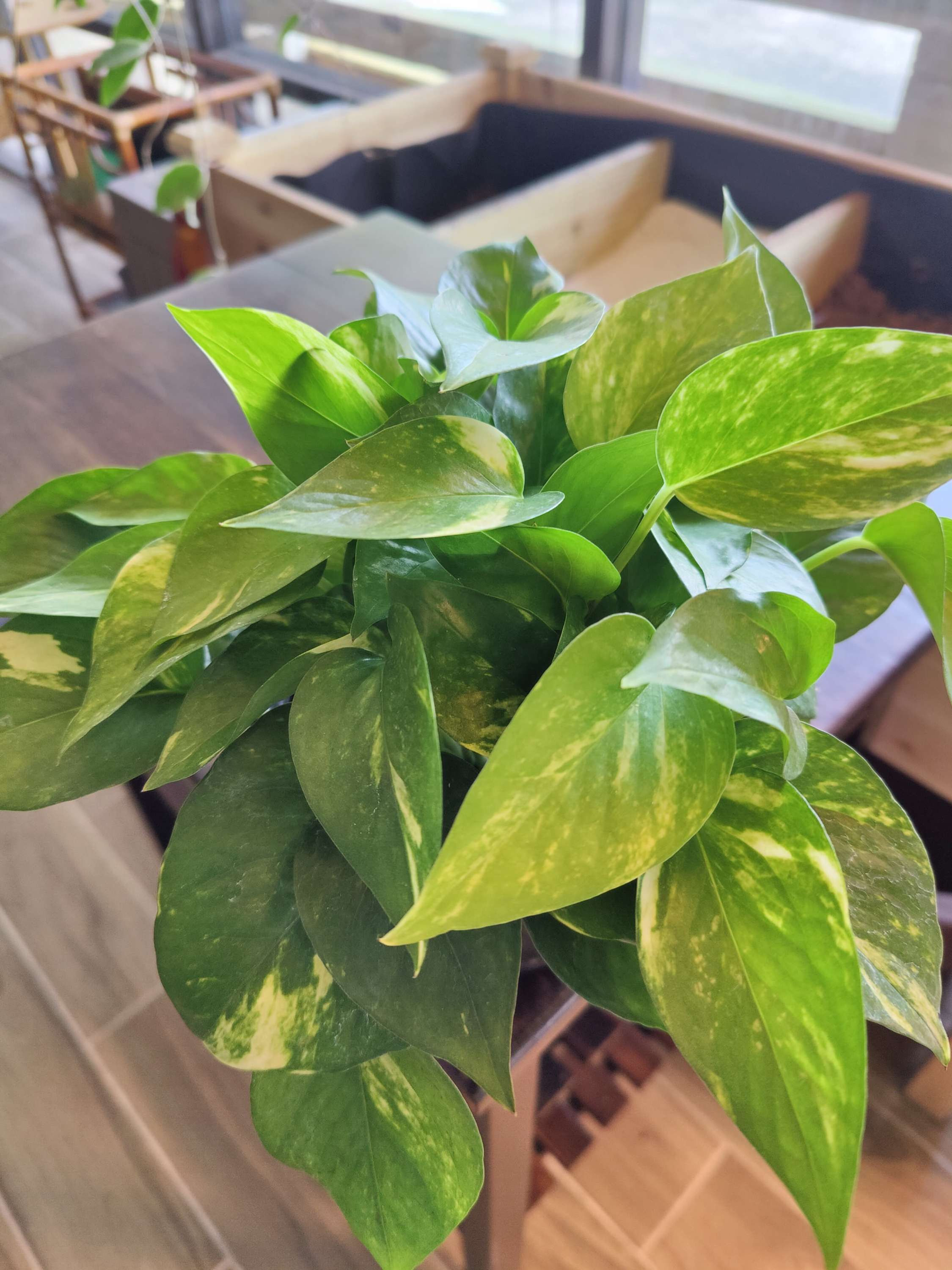 Golden Pothos