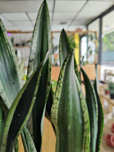sansevieria auslufer Sansevieria ehrenbergii 'Samurai'  kompakter Bogenhanf  Fangblatt GmbH