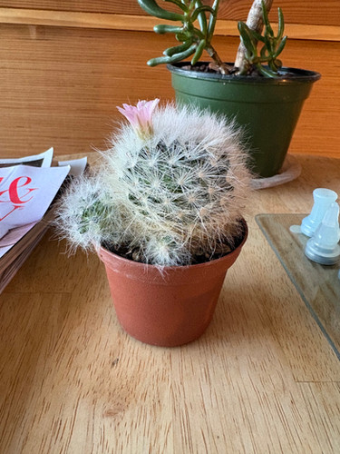 Mammillaria Glassii v. Ascensionis Powder Puff Cactus
