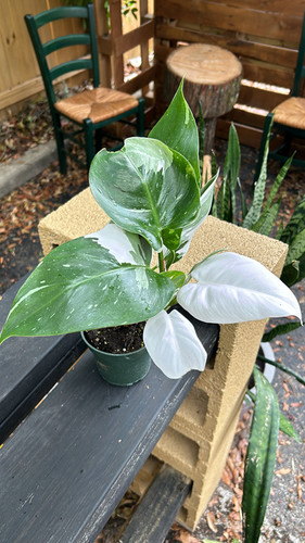Philodendron White Wizard