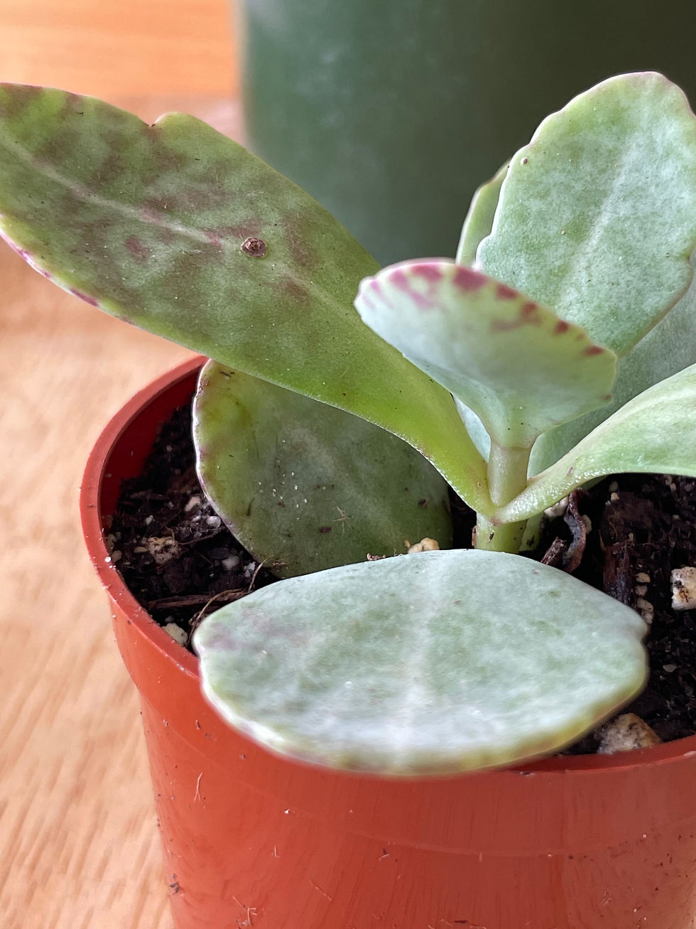 Thumbnail: Kalanchoe Desert Surprise 