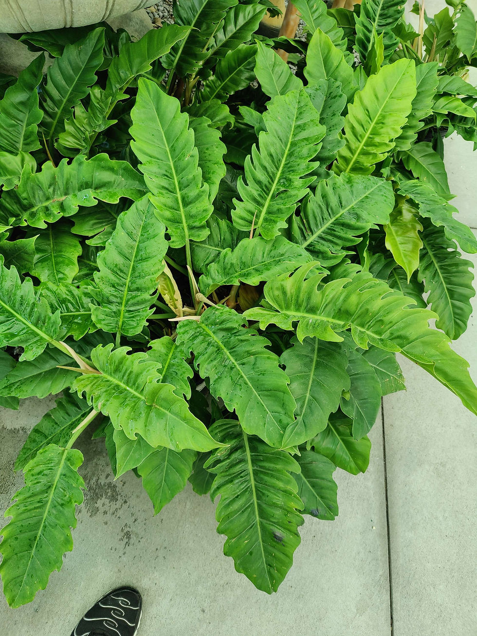 Miniatura: Philodendron Narrow Jungle Boogie