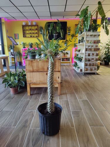 Madagascar Palm