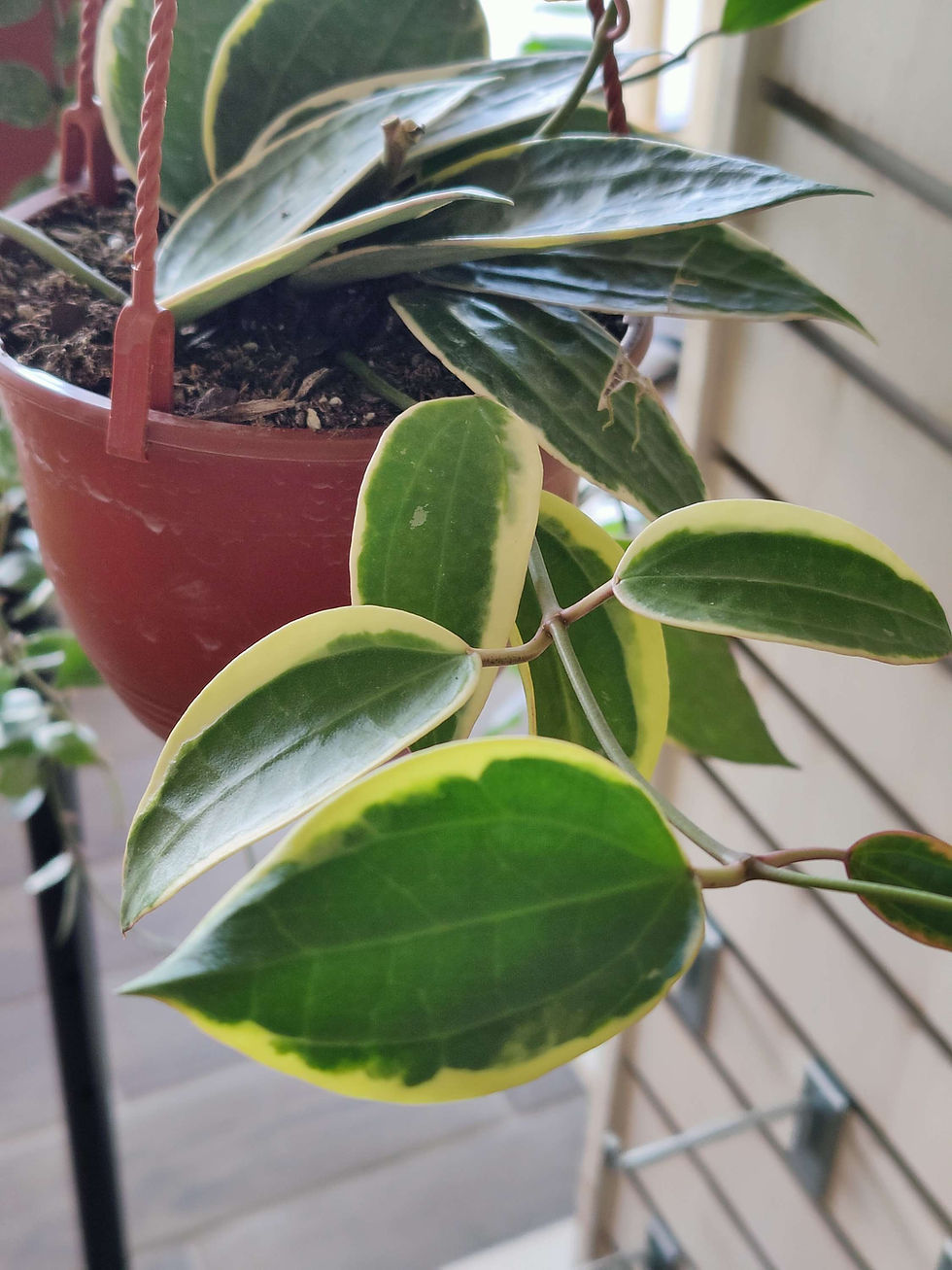 Miniatura: Hoya Macrophylla