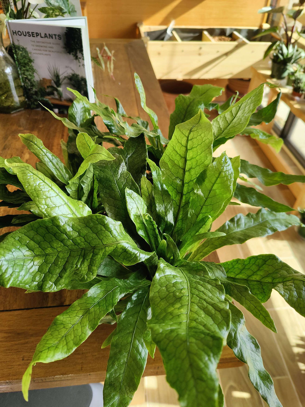 Miniatura: Crocodyllus Fern