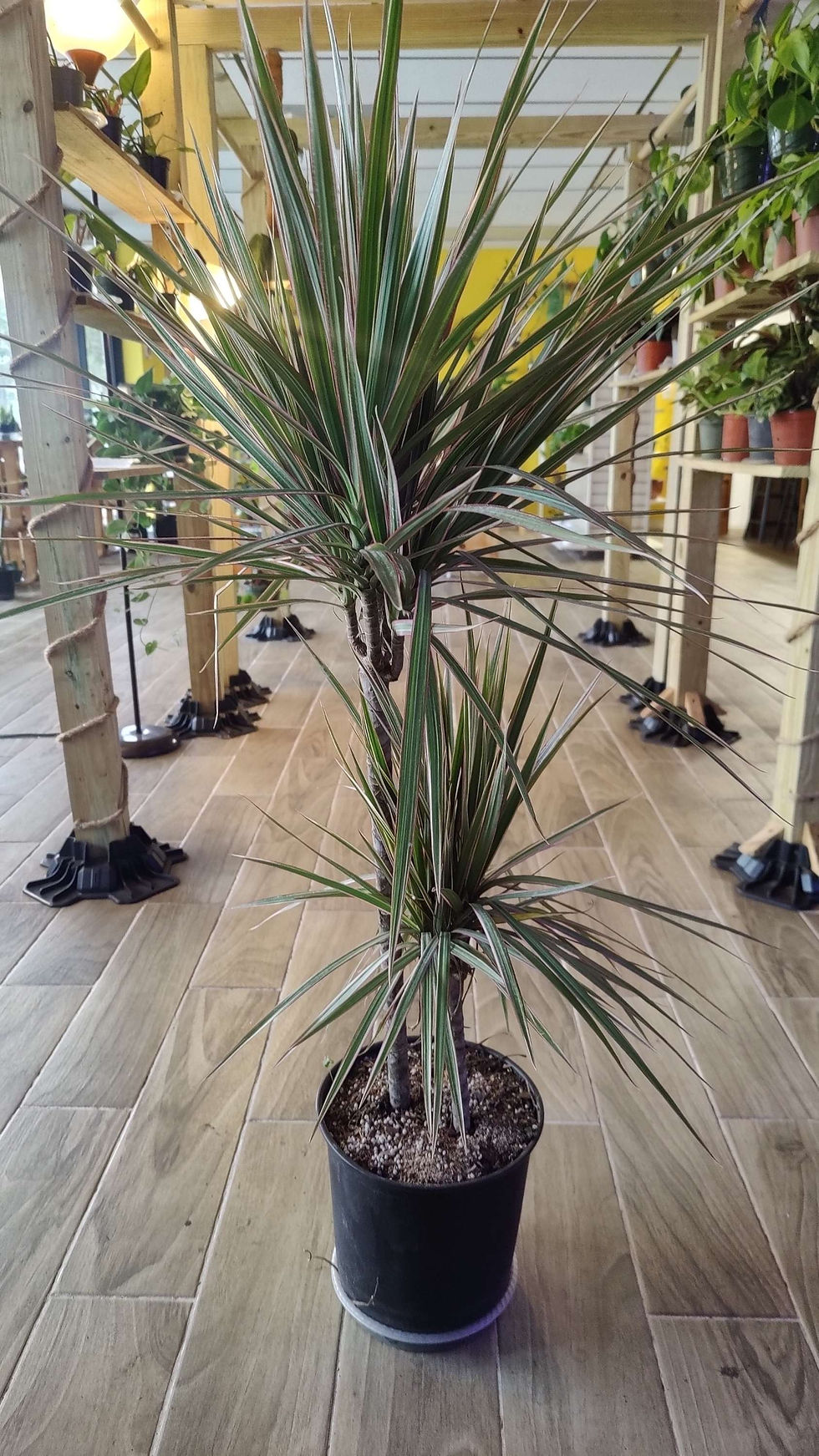 Miniatura: Dracaena Marginata Multicolor 