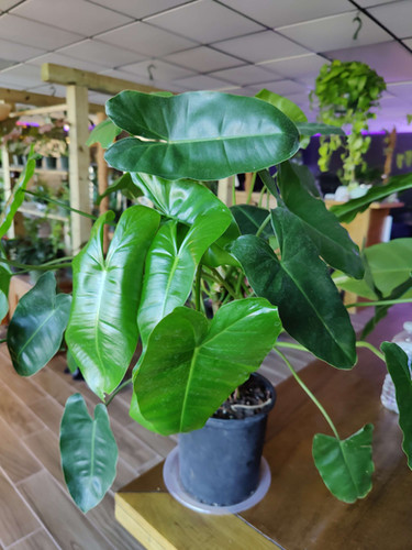 Philodendron Burle Marx
