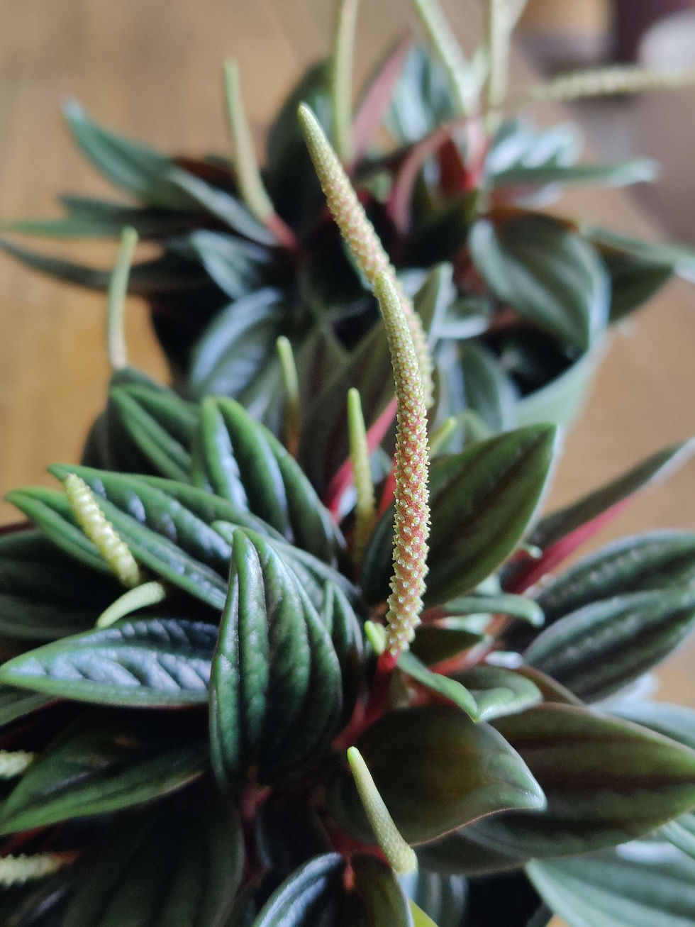 Thumbnail: Peperomia Rosso Green