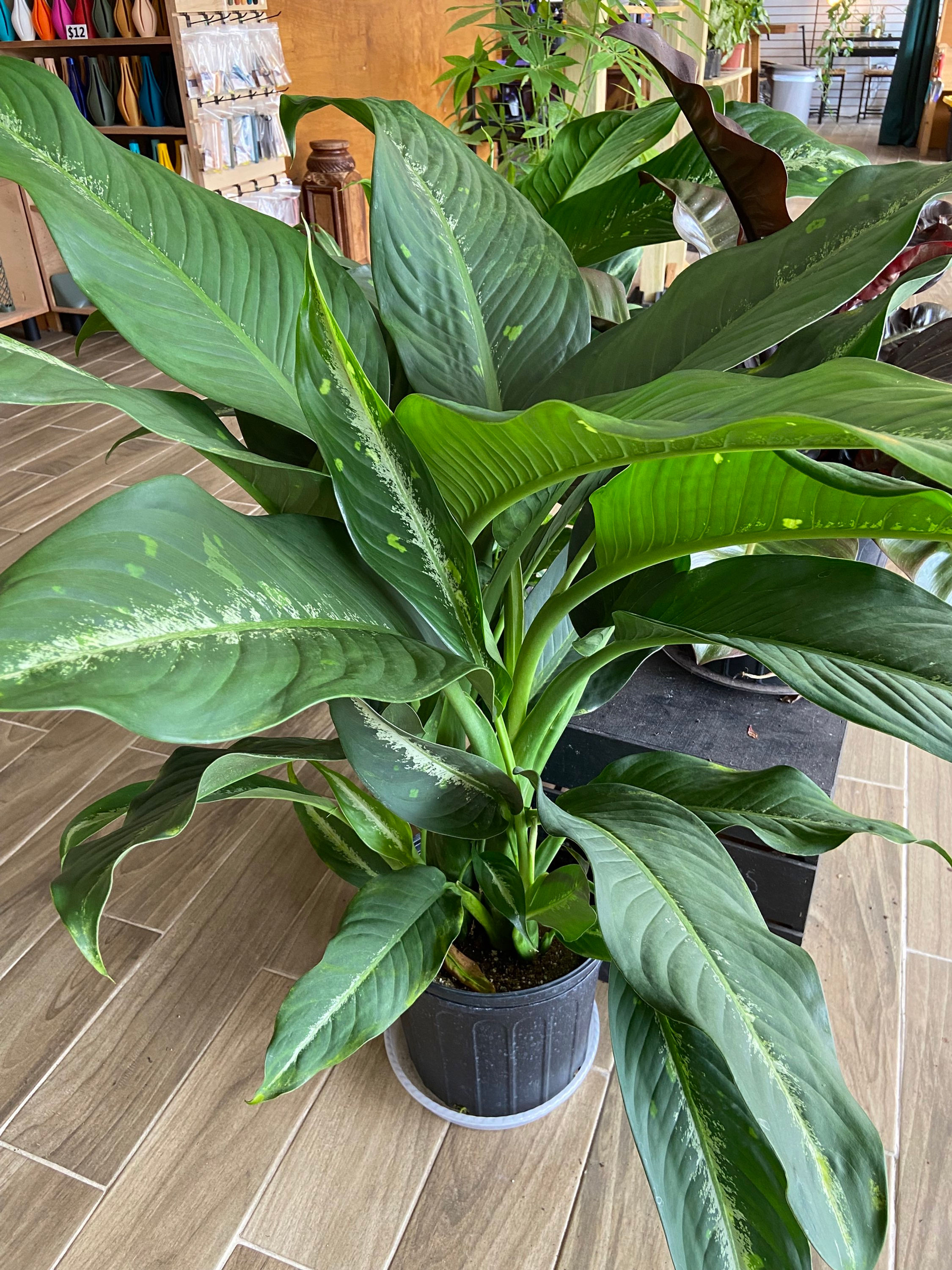 Dieffenbachia Cougar