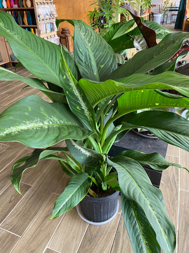 indoor banana tree plant Dwarf Banana 'Truly Tiny'  Pond PIants Online