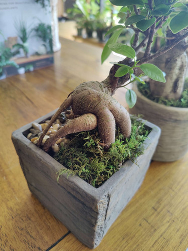 Bonsai