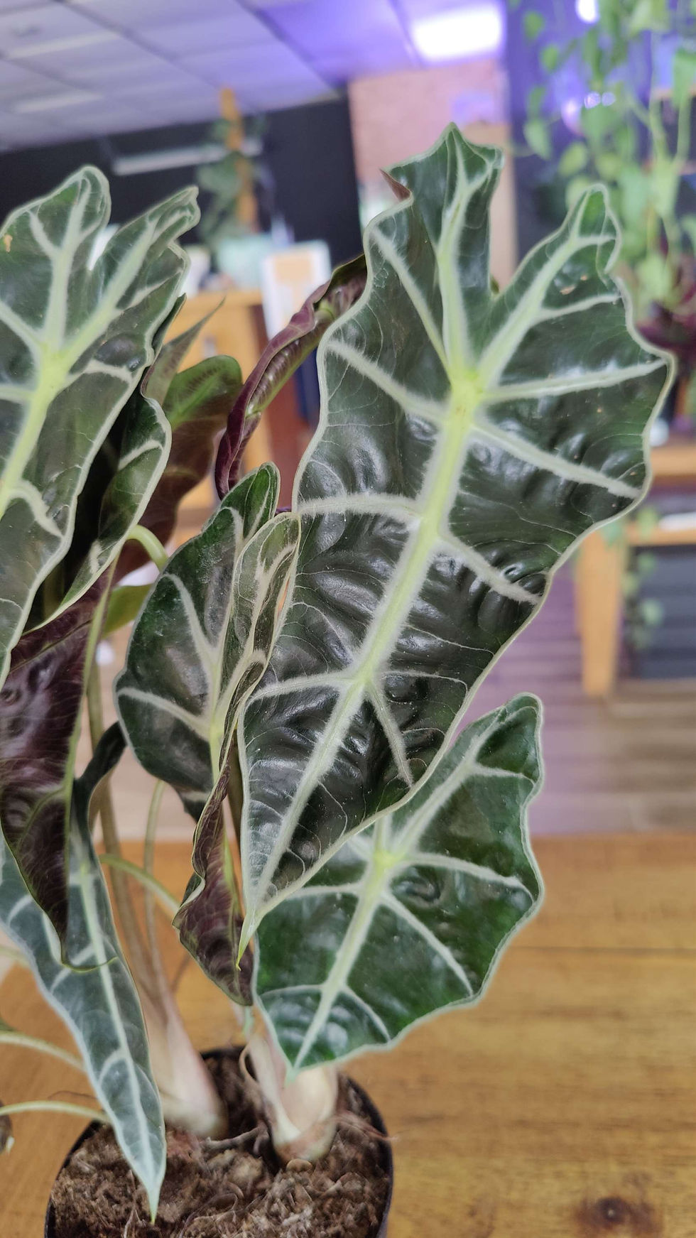 Thumbnail: Alocasia Amazonica Polly
