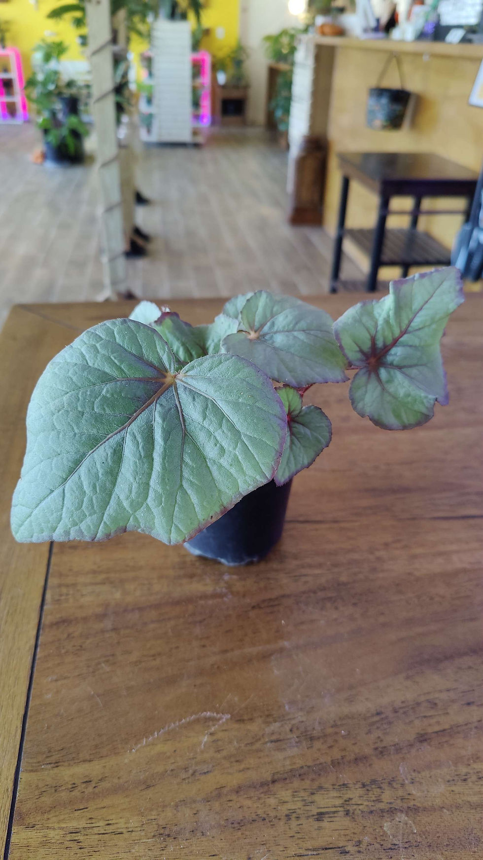 Miniatura: Begonia U508
