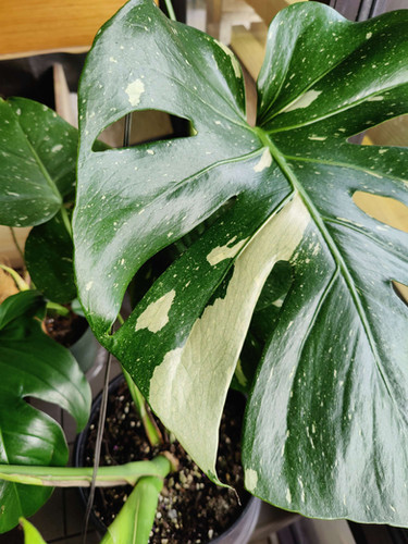 Monstera Thai Constellation