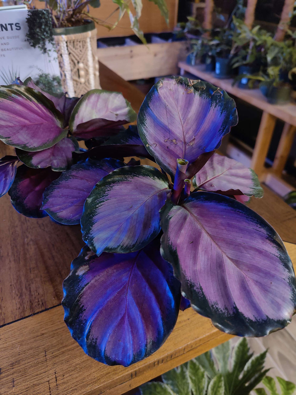 Miniatura: Calathea Roseopicta Rosy