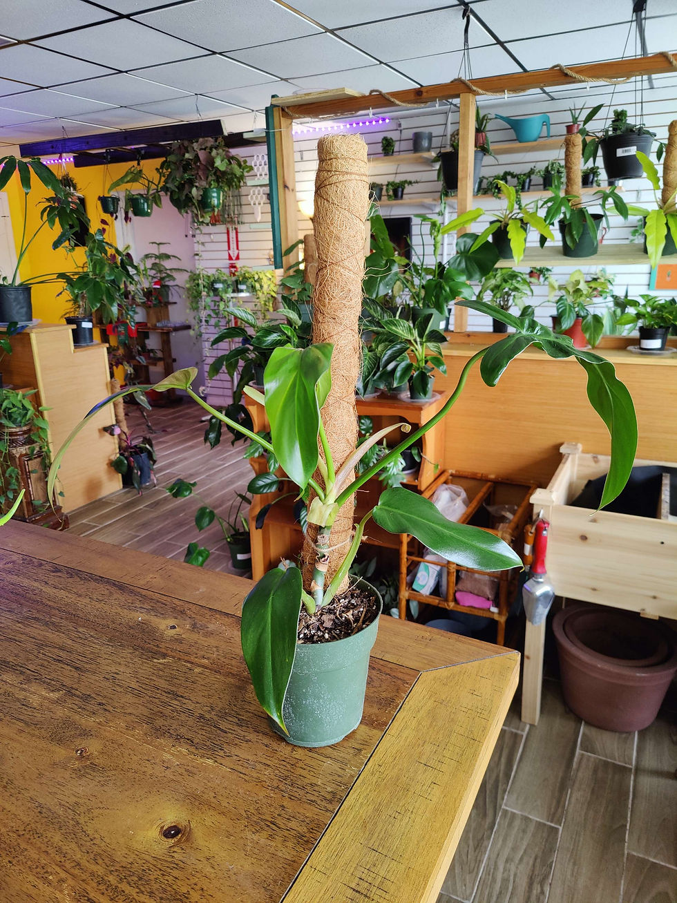 Philodendron Mexicanum