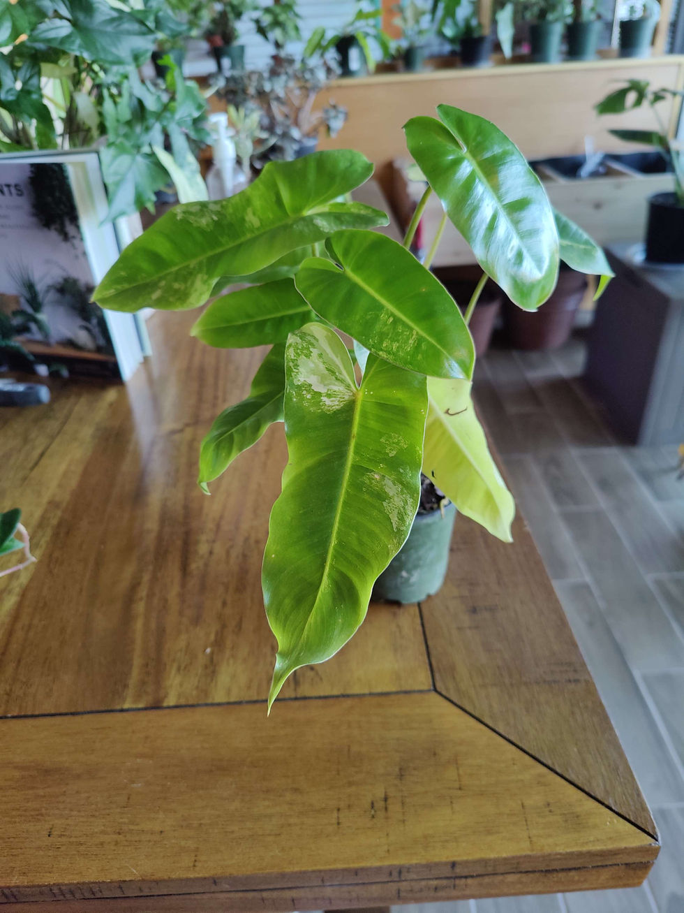 Miniatura: Philodendron Burle Marx (Variegated)
