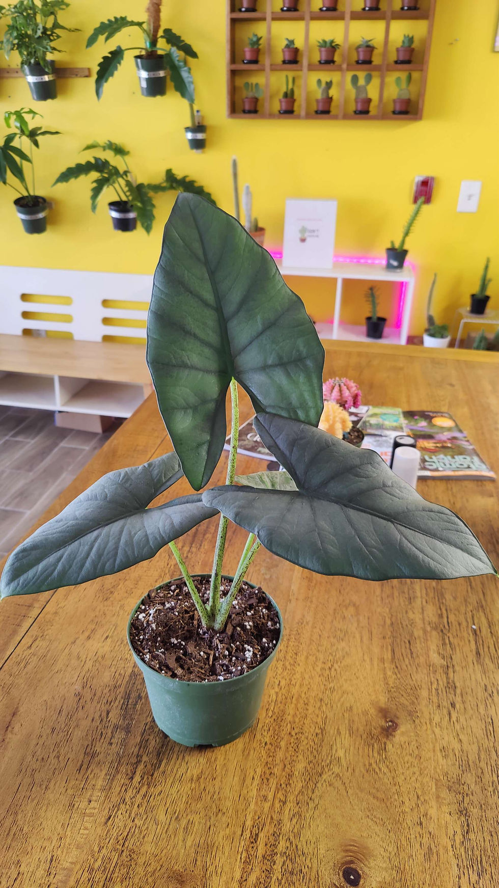 Alocasia Bisma
