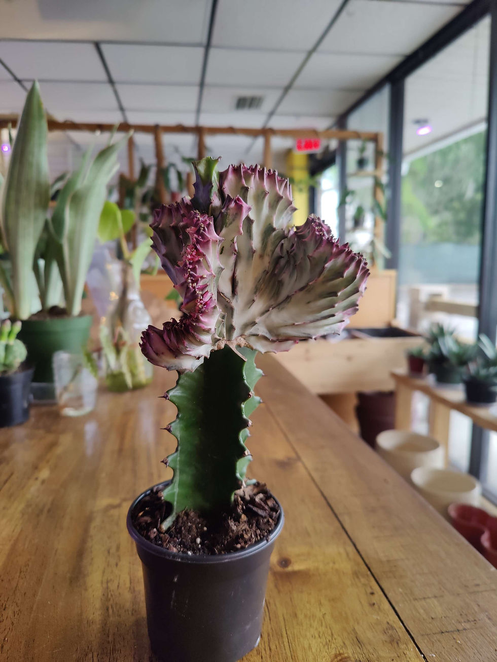 Mermaid Cactus