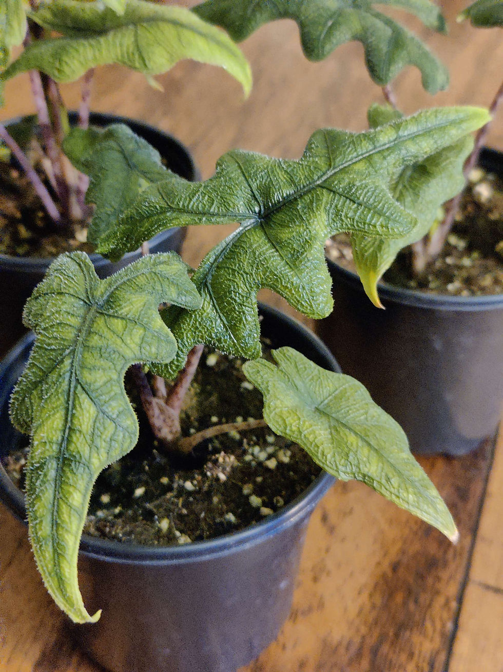 Miniatura: Alocasia Jacklyn 