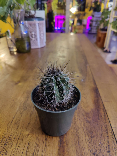 Hedgehog Cactus