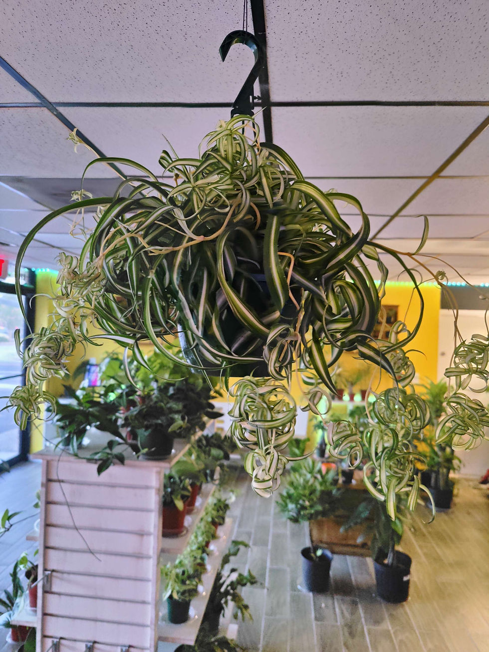 Miniatura: Spider Plant (Curly)