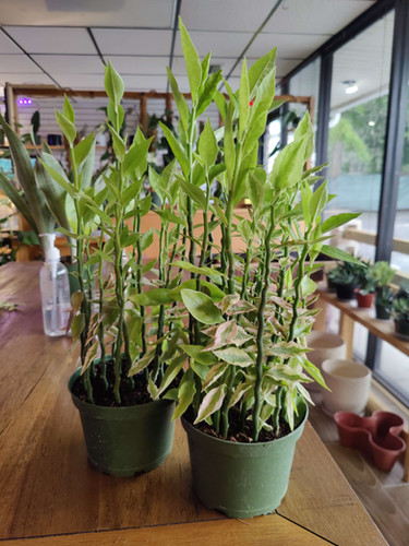 Devil's Backbone (Variegated)