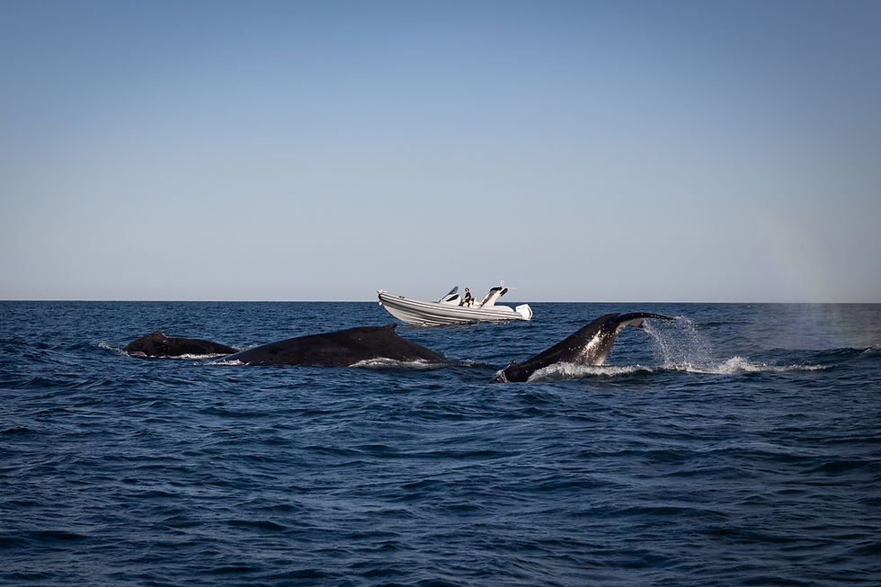Get out and explore to coastline in a Rigid Inflatable Boat by Italboats.