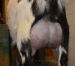 Patched udder