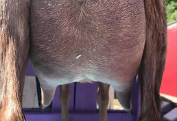 Sassy udder rear.jpeg