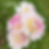 Thumbnail: Kelgai Ann
