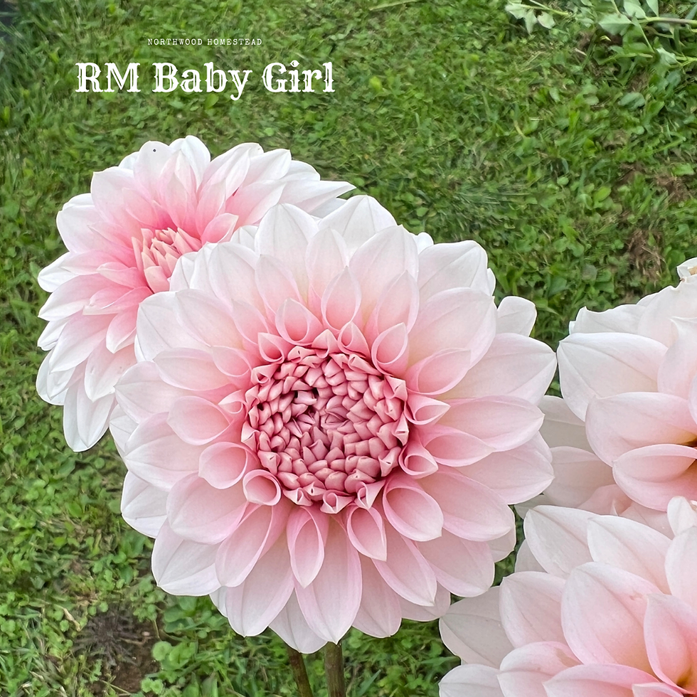 Thumbnail: RM Baby Girl