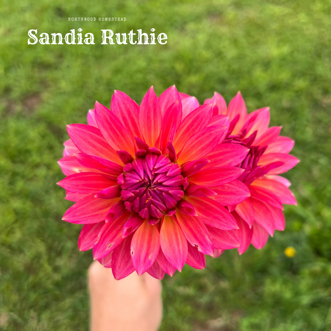 Sandia Ruthie