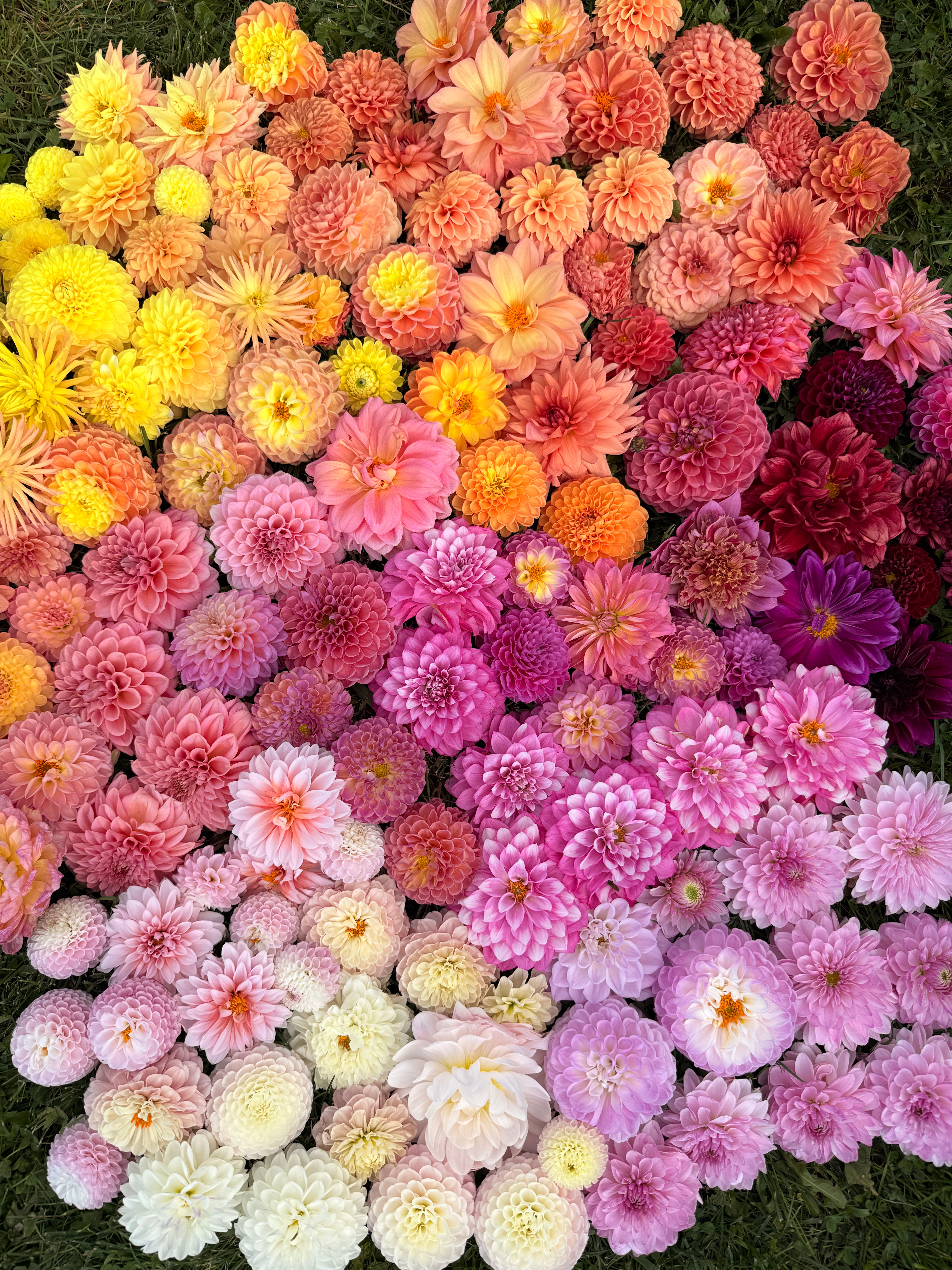 Dahlia Grower Starter Pack