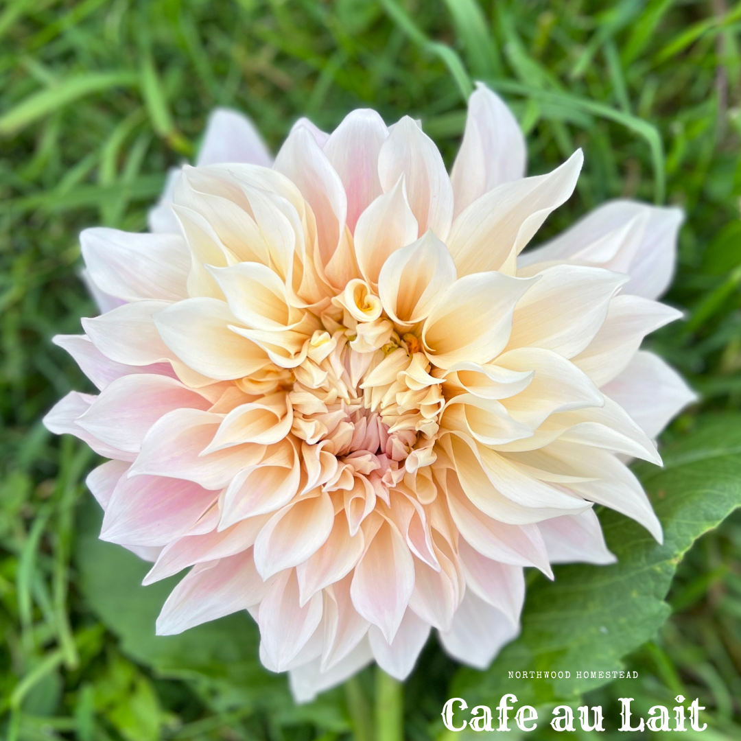 Cafe au Lait