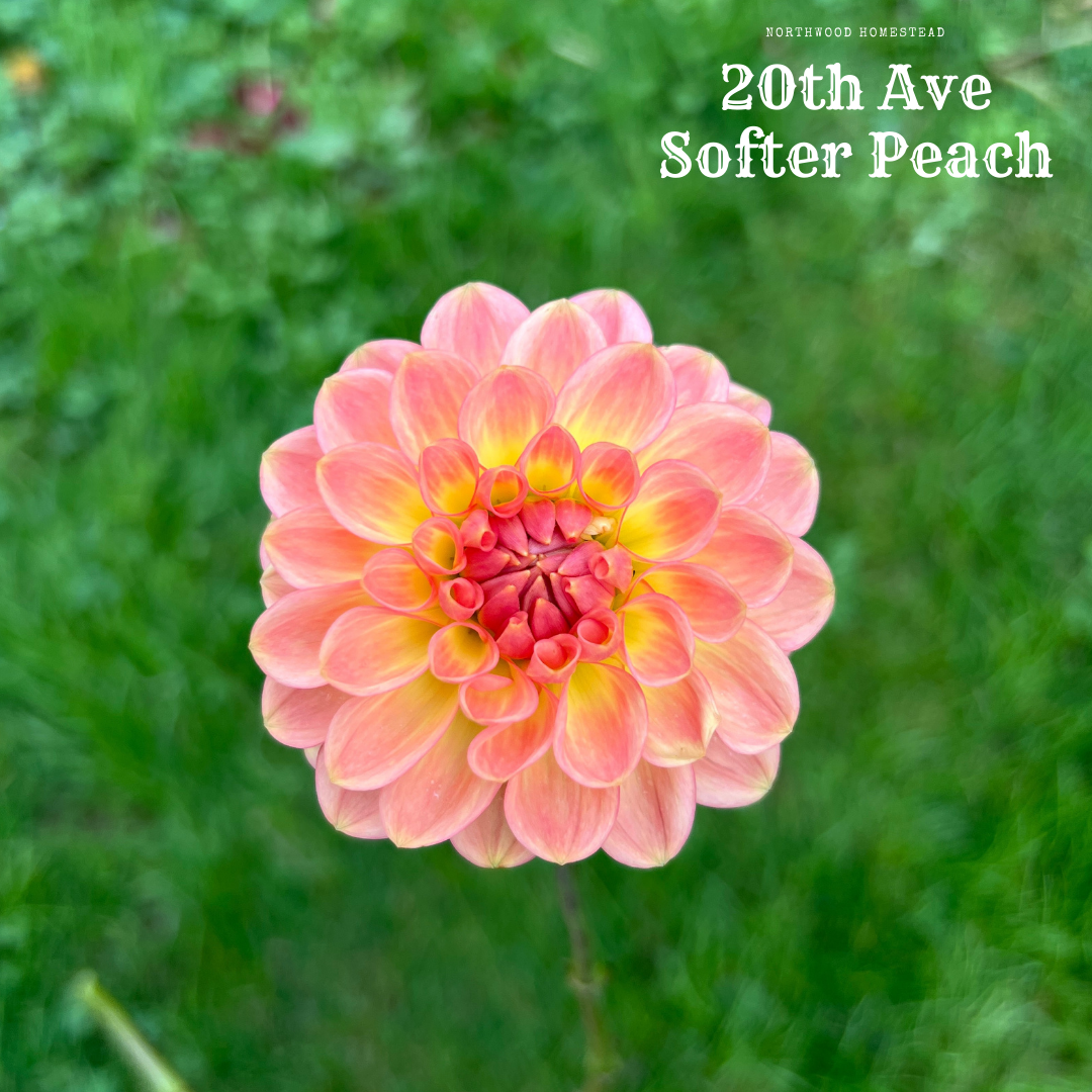 20th Ave Softer Peach