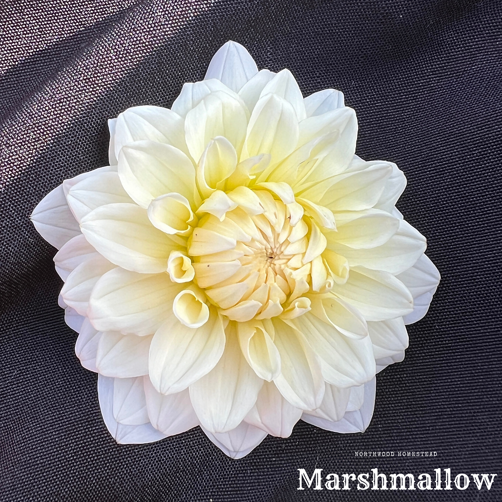 Thumbnail: Marshmallow