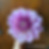 Thumbnail: Lee's Provence - ROOTED CUTTING