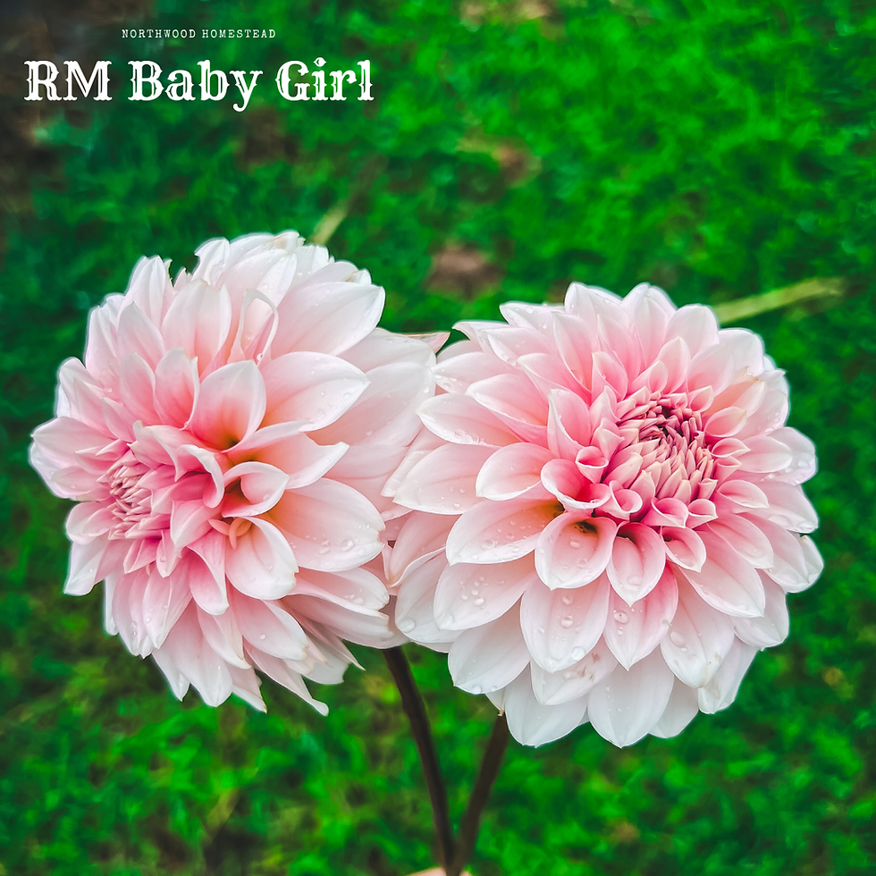 Thumbnail: RM Baby Girl
