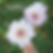 Thumbnail: Lee's Blushed Charmeuse
