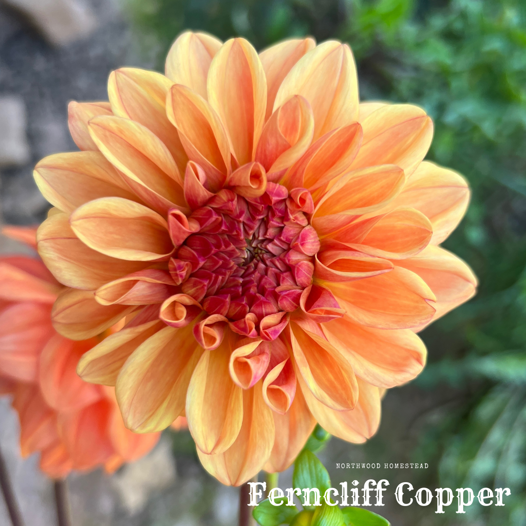 Ferncliff Copper
