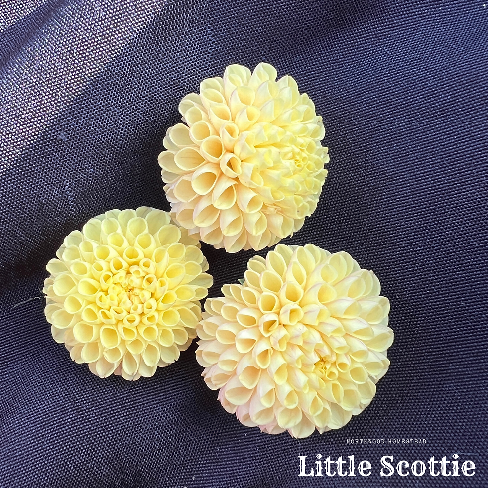 Thumbnail: Little Scottie