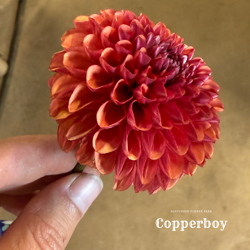 Thumbnail: Copper Boy