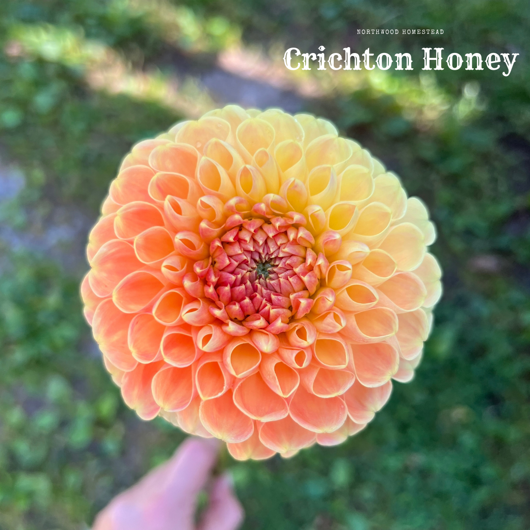 Crichton Honey