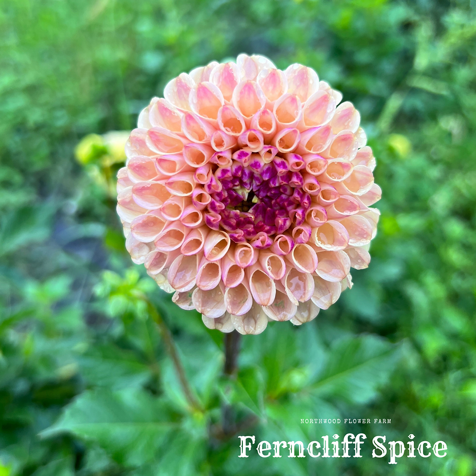 Ferncliff Spice CUTTING