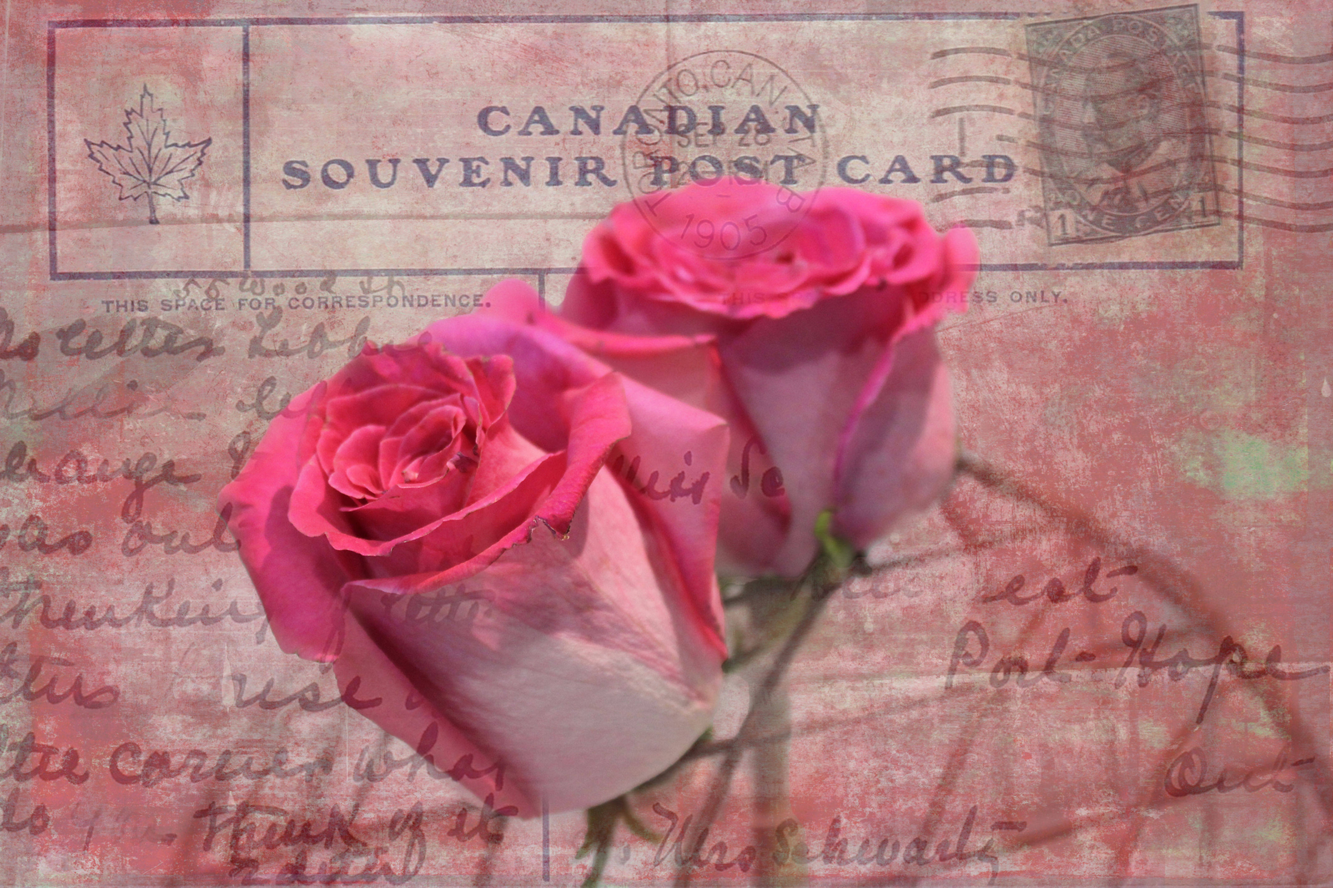 Pink Roses on Vintage 1905 Postcard