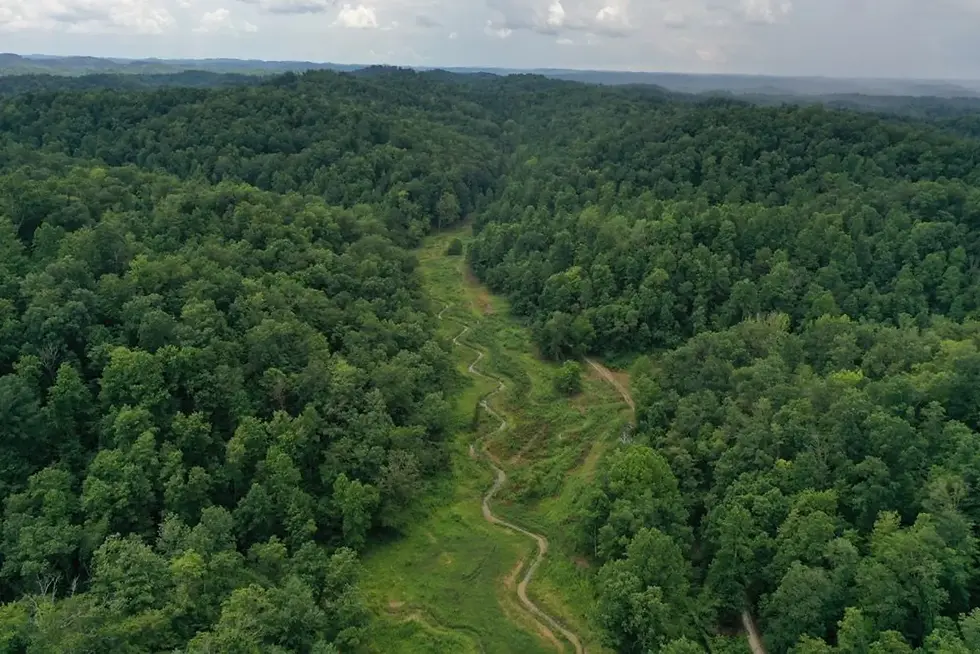 Eye-level view of the dense forest