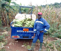 Sud Est cameroun- part de la récolte de Maïs et plantain2025